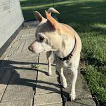 Thumbnail photo of Little Andy #3