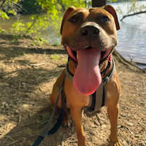 Thumbnail photo of Phoebe #1
