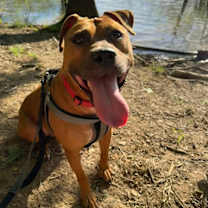 Thumbnail photo of Phoebe #2