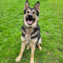 Thumbnail photo of Loki #1