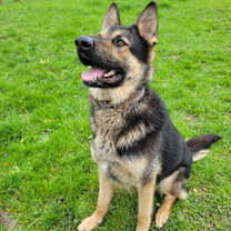 Thumbnail photo of Loki #2