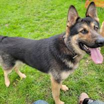 Thumbnail photo of Loki #3
