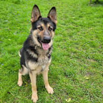 Thumbnail photo of Loki #4