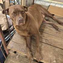 Thumbnail photo of Lulu #2