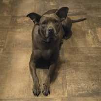 Thumbnail photo of Lulu #4