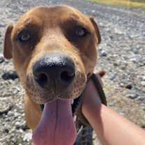 Thumbnail photo of Peanut Butter #1