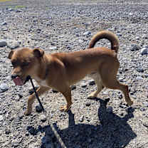 Thumbnail photo of Peanut Butter #2