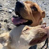 Thumbnail photo of Peanut Butter #3