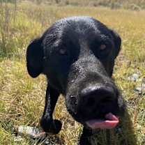 Thumbnail photo of Zorro #2
