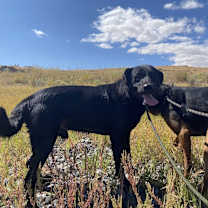 Thumbnail photo of Zorro #3