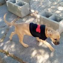 Thumbnail photo of Mantis - has sis Gamora #4