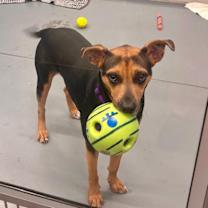 Thumbnail photo of Reese's #1