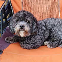 Thumbnail photo of Cooper #1