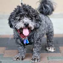 Thumbnail photo of Cooper #2
