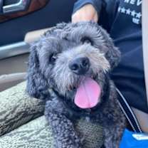 Thumbnail photo of Cooper #3