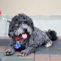 Thumbnail photo of Cooper #4