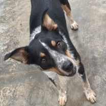 Thumbnail photo of Atlas #1