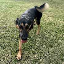 Thumbnail photo of Floki #1