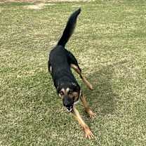 Thumbnail photo of Floki #2