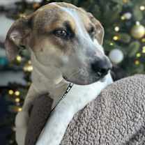 Thumbnail photo of Laverne #1