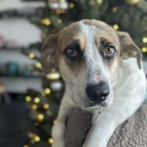 Thumbnail photo of Laverne #2