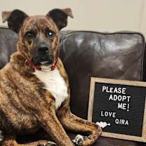 Thumbnail photo of Qira #1