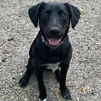 Thumbnail photo of Mosley #1