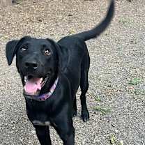 Thumbnail photo of Mosley #3