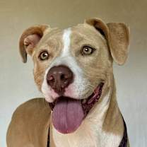 Thumbnail photo of Colby #4