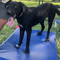 Thumbnail photo of Mosley #3