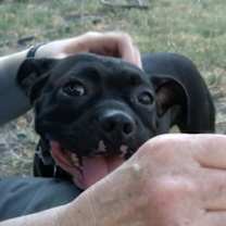 Thumbnail photo of Hank #1