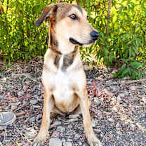 Thumbnail photo of Lissy #2