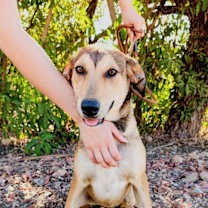 Thumbnail photo of Lissy #3