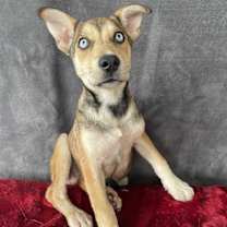 adopt-pet