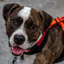 Thumbnail photo of Bunji #1