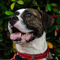 Thumbnail photo of Bunji #4