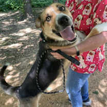 Thumbnail photo of Monk #3