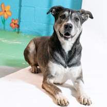 Thumbnail photo of Charms aka Charmander ***RESCUE CENTER*** #2