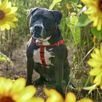 Thumbnail photo of JUNIOR #4