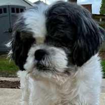Thumbnail photo of Danny: needs sponsors! #1