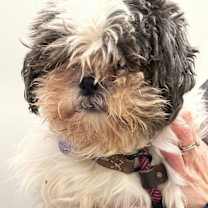 Thumbnail photo of Danny: needs sponsors! #3