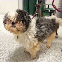 Thumbnail photo of Danny: needs sponsors! #4