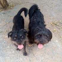 Thumbnail photo of Poe - roomy is Diamond #2