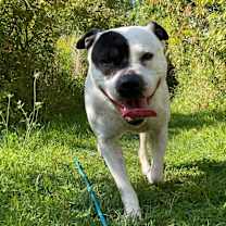 Thumbnail photo of Dee Dee Ramone #1