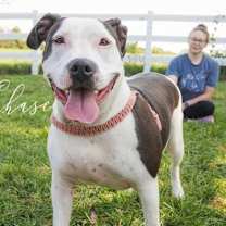 Thumbnail photo of A-Chase - URGENT Foster needed #1