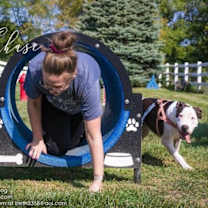 Thumbnail photo of A-Chase - URGENT Foster needed #3