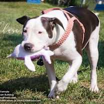 Thumbnail photo of A-Chase - URGENT Foster needed #4
