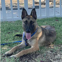 Thumbnail photo of Cersie #1