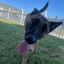 Thumbnail photo of Cersie #2