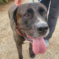 Thumbnail photo of Finn #2